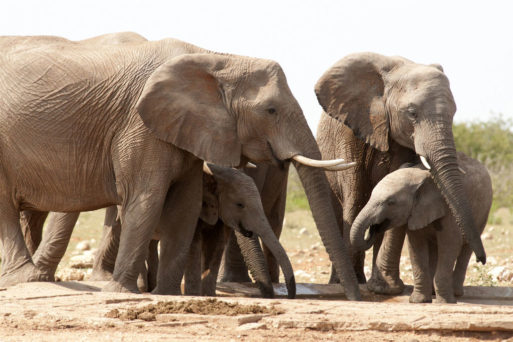 Los elefantes africanos están en peligro, ya que son vícticas de la caza furtiva para obtener sus preciados colmillos de marfil.