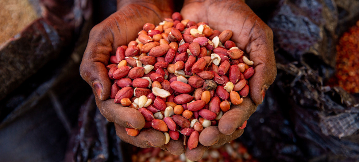 Los campesinos del noreste de Nigeria no han podido sembrar sus alimentos debido a la inseguridad.