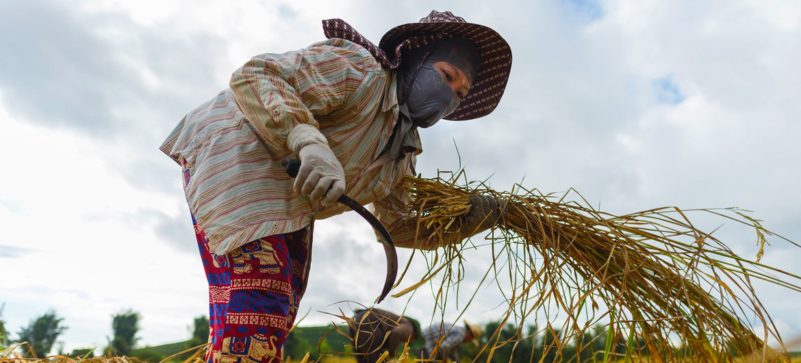 Una trabajadora migrante de Vietnamo cultiva durante la cosecha de arroz en Chiang Rai, al norte de Tailandia.