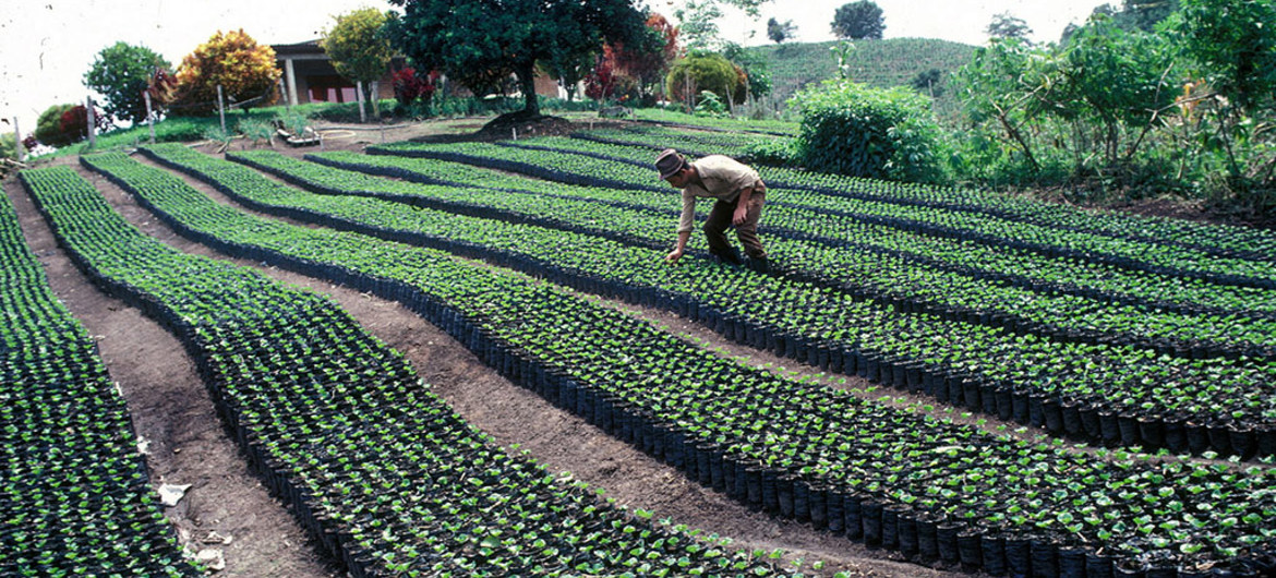 Plantación de Café. Foto: FAO