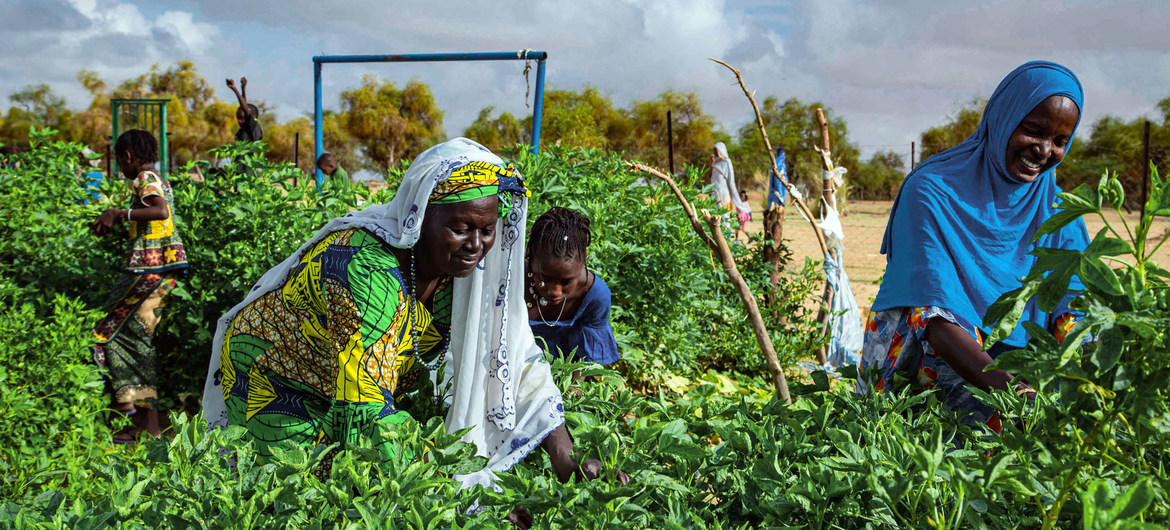 Un huerto gestionado por una cooperativa de mujeres en el sur de Mauritania utiliza la energía solar para regar los cultivos.