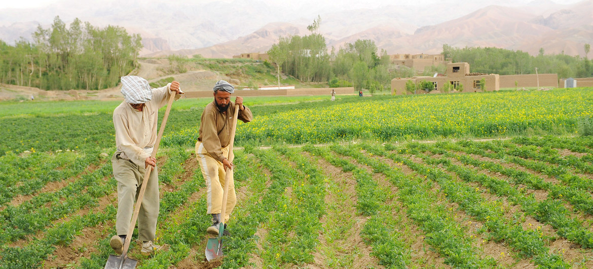Agricultores cultivando patatas en la ciudad de Bamyan, en Afganistán. 