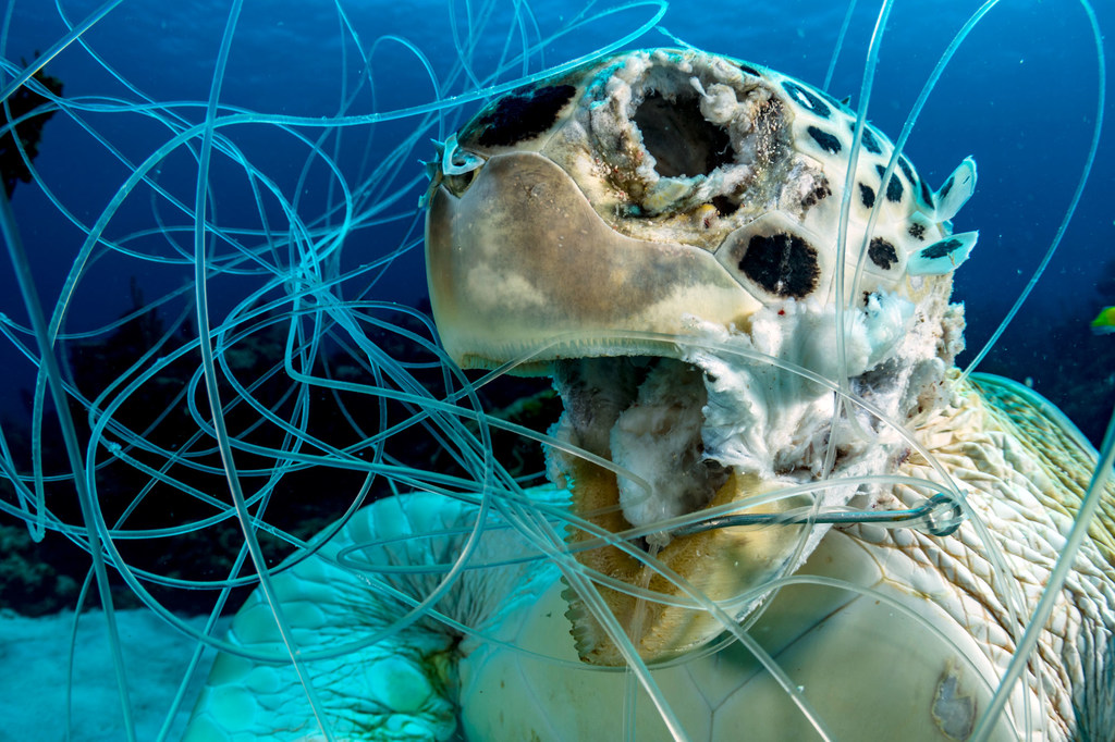 Artes de pesca descartadas pueden ser mortales. Esta tortuga verde falleció en el mar Caribe en las Bahamas.