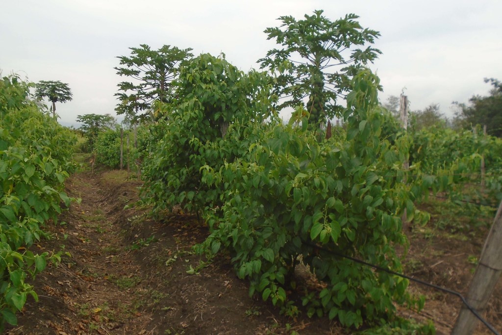El cultivo de la semilla sacha inchi es una buena alternativa al cultivo de la coca, ya que ayuda a prevenir el narcotráfico.