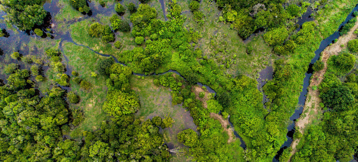Los bosques de turberas, un tipo de humedal, como éste en Kalimantan central, Indonesia, pueden almacenar gases nocivos de dióxido de carbono.