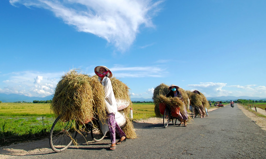 Unas agricultoras llevan su última cosecha de arroz en bicicleta en Huế, (Vietnam).