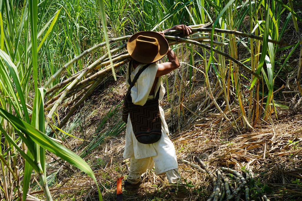 Arhuacos cosechando caña de azúcar.