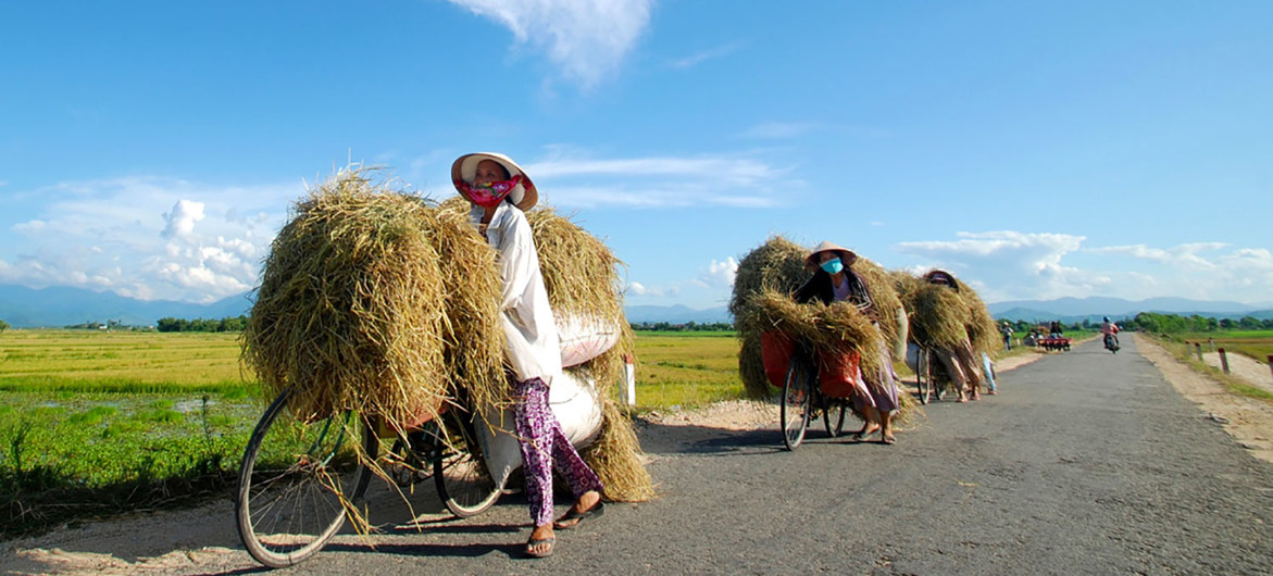 Unas agricultoras llevan su última cosecha de arroz en bicicleta en Huế, (Vietnam).