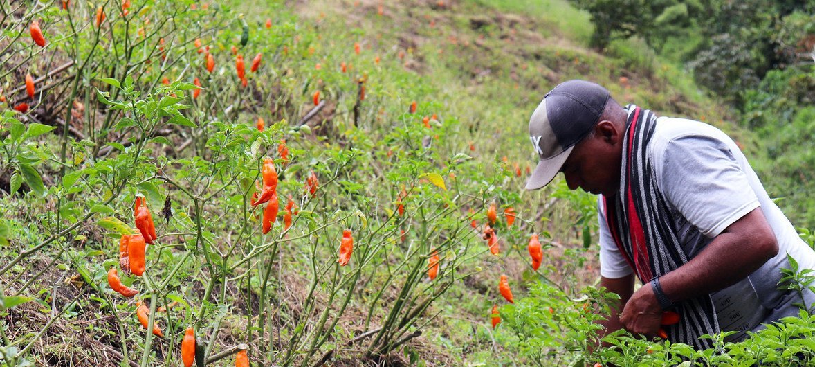 Un excombatiente de las FARC-Ep cultiva ajís en Antioquia, Colombia.