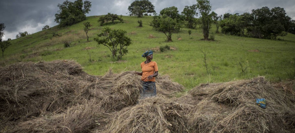 Una mujer tanzana utiliza heno para prevenir la erosión del suelo.