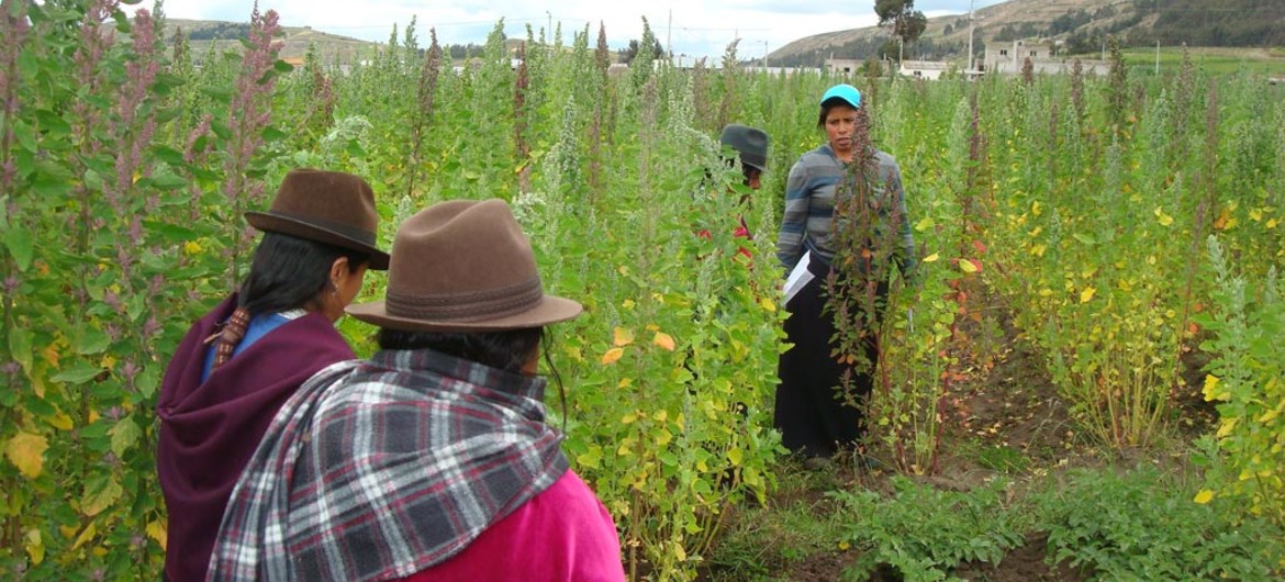 Un grupo de agriculturas cultivan quinoa en la región de los Andes, en América Latina.