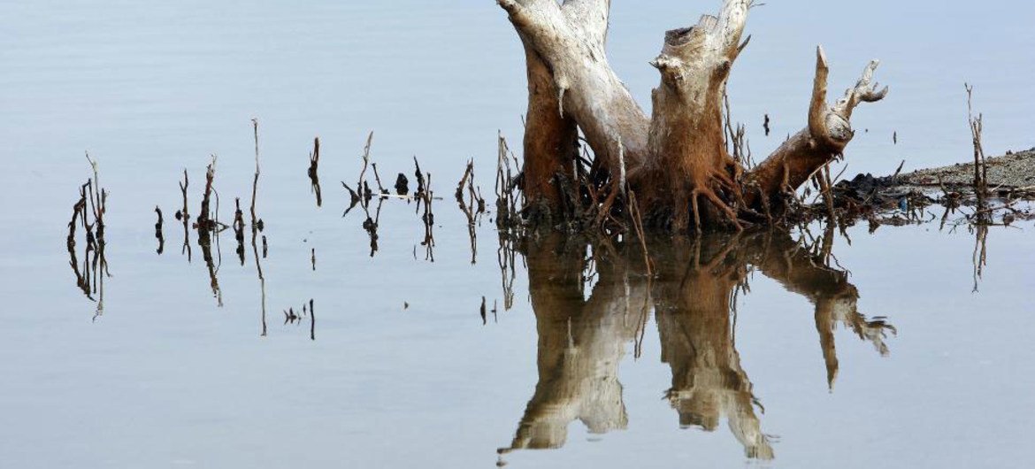 Reflejo de un árbol en el agua en los humedales del lago Tasitolu, en Timor Leste.
