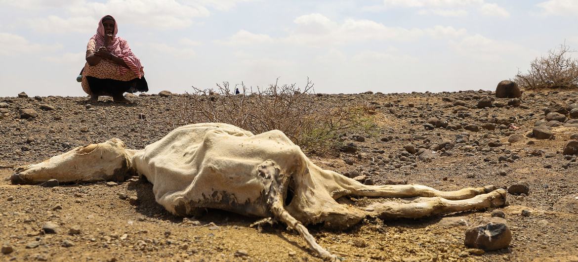 La sequía está acabando con el ganado de los pastores en la comunidad de Higlo Kebele, en Etiopía.