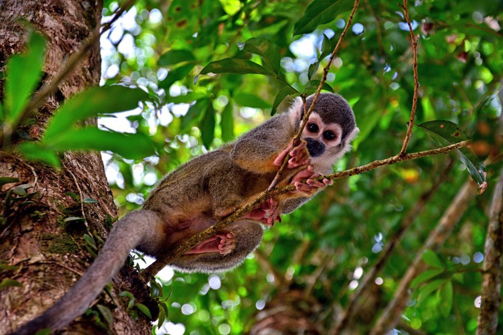 Un mono descansando en lo que se conoce como la "puerta de entrada a la selva amazónica de Ecuador", Coca.