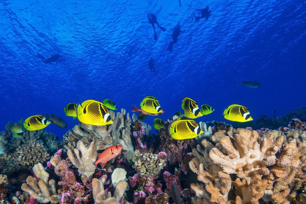 Peces nadando en un arrecife de coral en la Polinesia Francesa, en el Océano Pacífico.