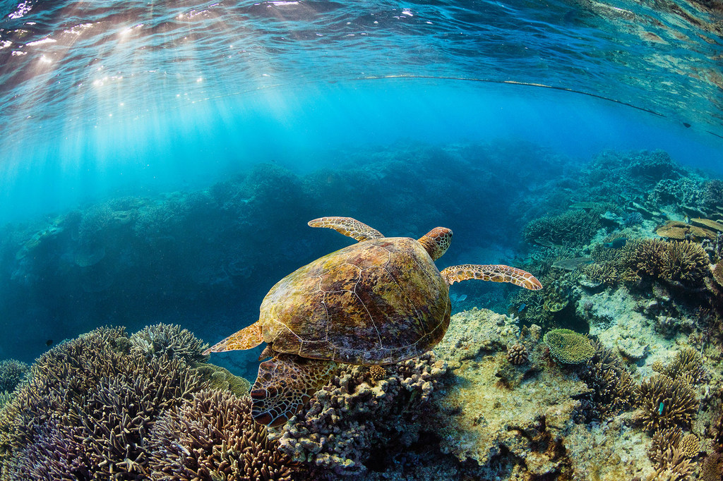 Siete especies de tortugas marinas habitan en todos los océanos y anidan en más de 100 países.