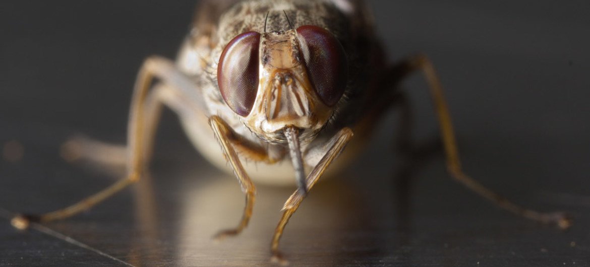 La picadura de una mosca tsé-tsé portadora del parásito puede causar tripanosomiasis en los animales y la enfermedad del sueño en los seres humanos.