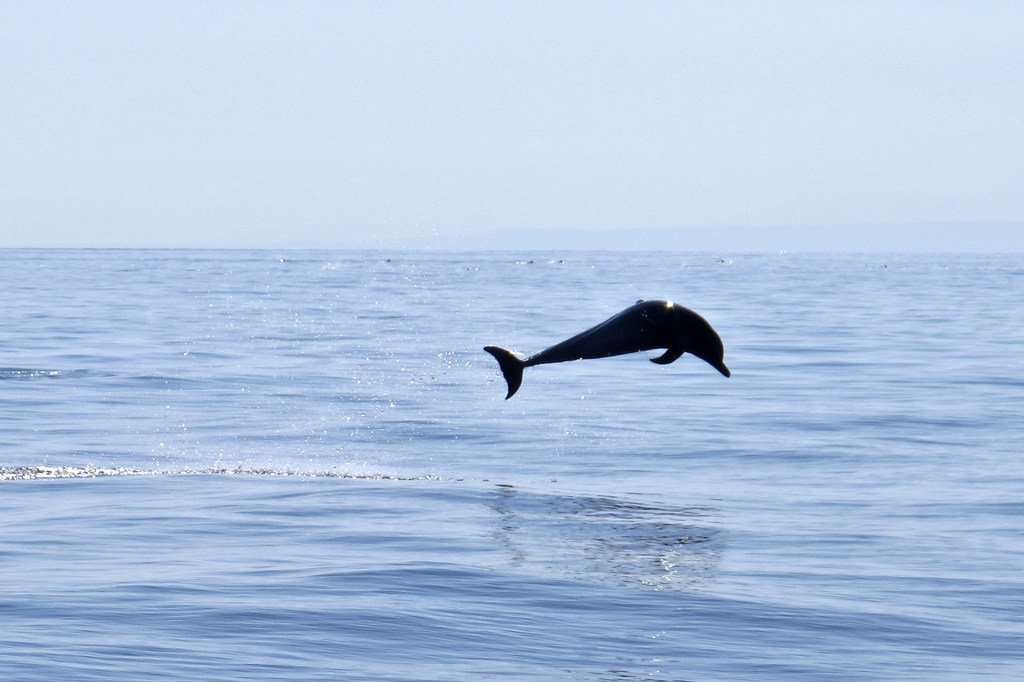 Un delfín salta en las aguas de la isla de Atauro, en Timor-Leste. 