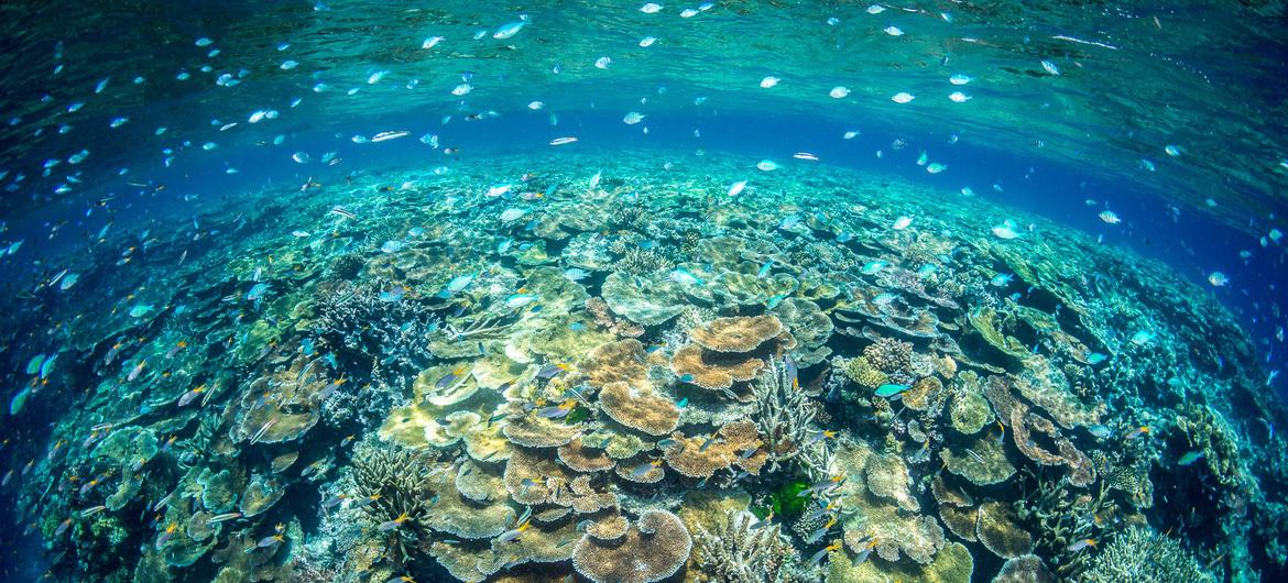 Los arrecifes de coral son ecosistemas complejos que proporcionan un valioso hábitat para los peces y otros animales.