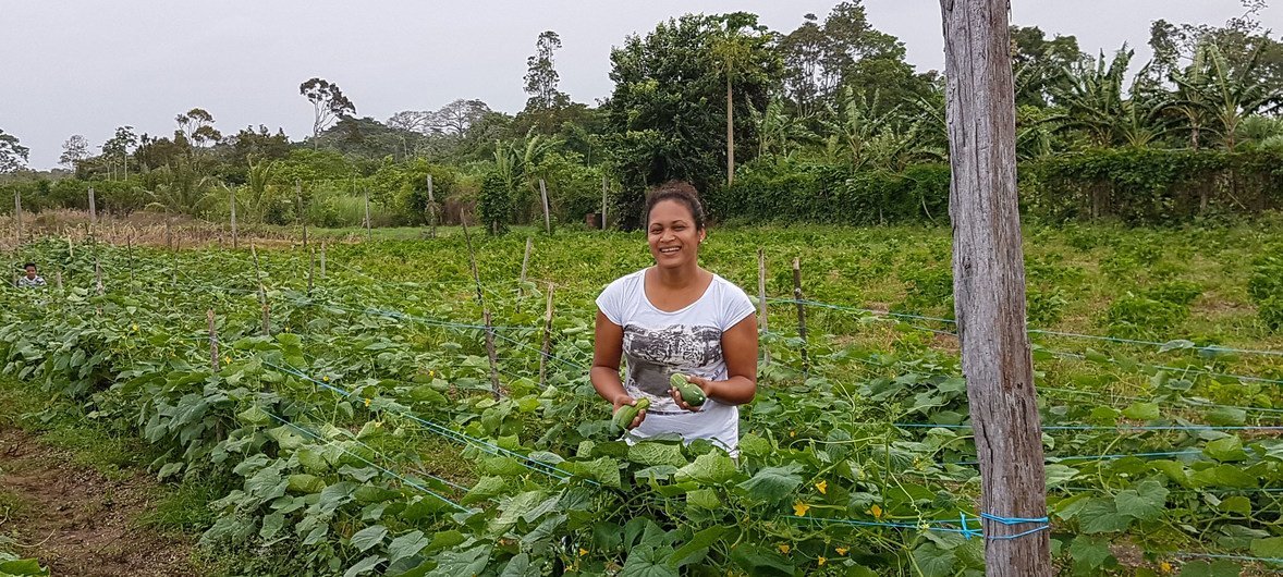 La agricultura es una parte importante de la economía de Surinam.