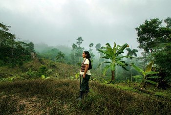 Las comunidades indígenas de Perú cultivan café ecológico para mejorar sus medios de subsistencia.