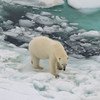 El habitát natural del oso polar está desapareciendo con el derretimiento de las capas de hielo.
