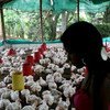 Una granja de gallinas en San Nicolás, Colombia.