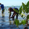 Los manglares están presentes en el 70% de las costas cubanas. Las comunidades del litoral participan en una iniciativa para regenerarlos.