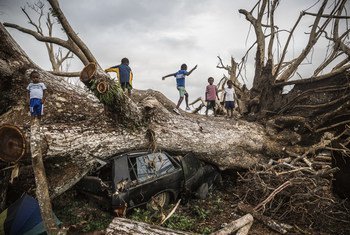 El 29 de marzo de 2015, varios niños juegan sobre un árbol caído en las afueras de Port Vila, en la República de Vanuatu.
