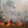 Un incendio en la selva del amazonas en Brasil