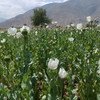Cultivos de opio.