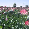 Cultivo de opio en Afganistán
