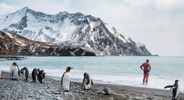 Lewis Pugh, Patrono de los Océanos de ONU Medio Ambiente, se prepara para nadar en las aguas de Georgia del Sur, ante la mirada de los pingüinos rey. La isla se encuentra en el camino que recorren los grandes icebergs que se desplazan hacia el norte desd…