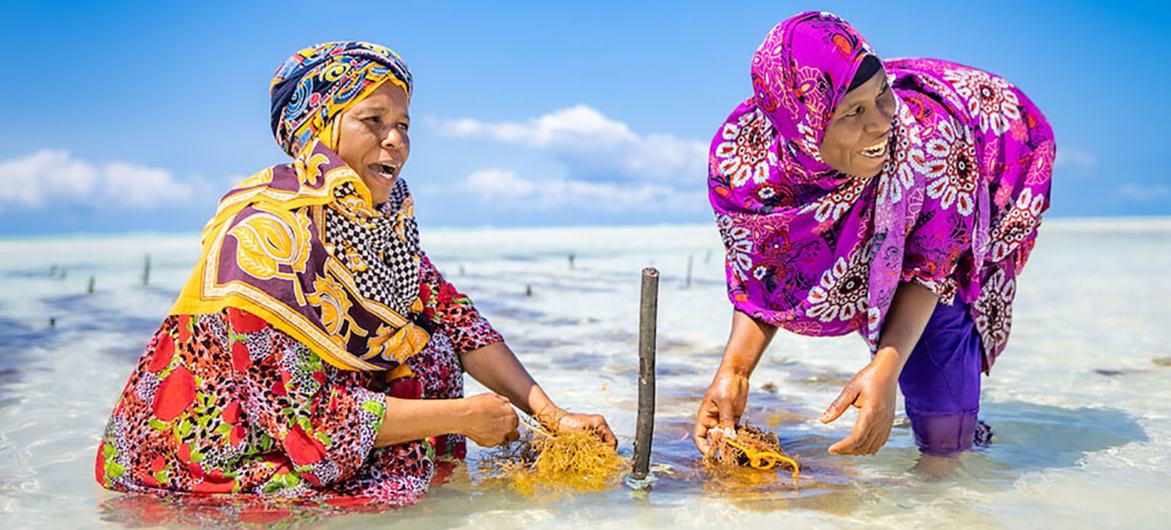 Estas mujeres cosechan algas en Tanzania como parte de un proyecto de agricultura ecológica.